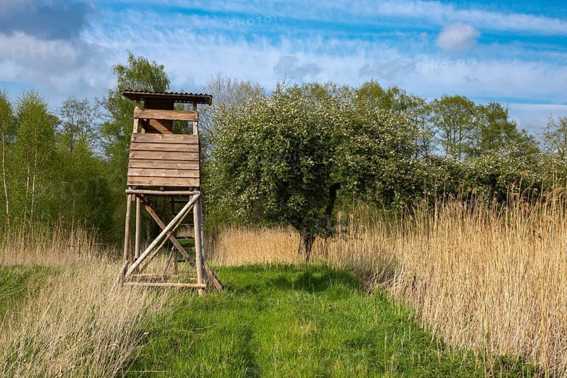 Blooming apple trees at Ahlhorn fish ponds, Ahlhorn, Lower Saxony, Germany