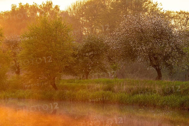 Blooming apple tree in the trickle meadows at the Ahlhorn fish ponds, Ahlhorn, Lower Saxony, Germany