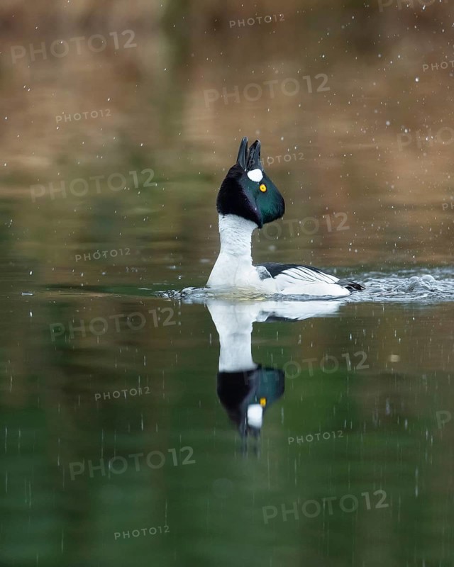 Courting goldeneye (Bucephala clangula), Ahlhorn, Lower Saxony, Germany