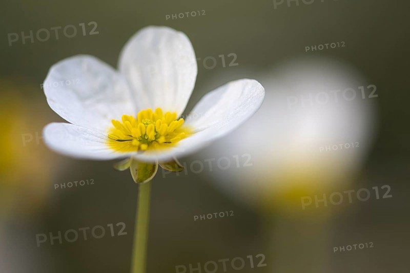 Common water-crowfoot (Ranunculus aquatilis L.), Dötlingen, Lower Saxony, Germany