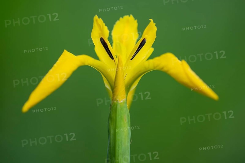 Flower of the marsh iris (Iris pseudacorus), Dötlingen, Lower Saxony, Germany