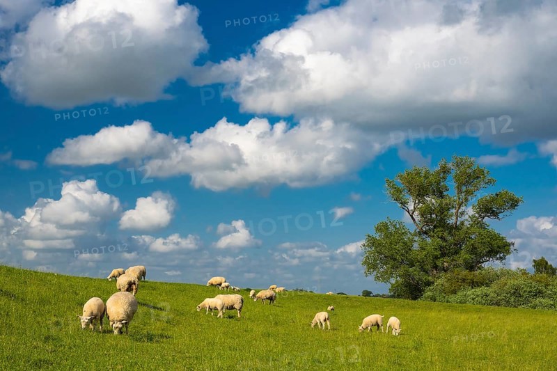 Sheep on the dike near Holler Siel, Holle, Hude, Lower Saxony, Germany