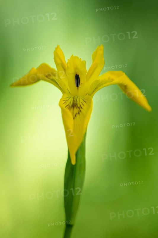 Flower of the marsh iris (Iris pseudacorus), Dötlingen, Lower Saxony, Germany