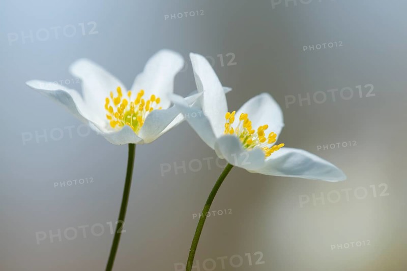 Flowering wood anemone (Anemone nemorosa), early bloomer, Vechta, Lower Saxony, Germany