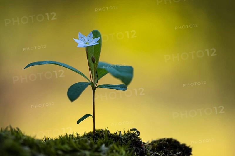 Seven-star (Trientalis europaea), Dötlingen, Lower Saxony, Germany