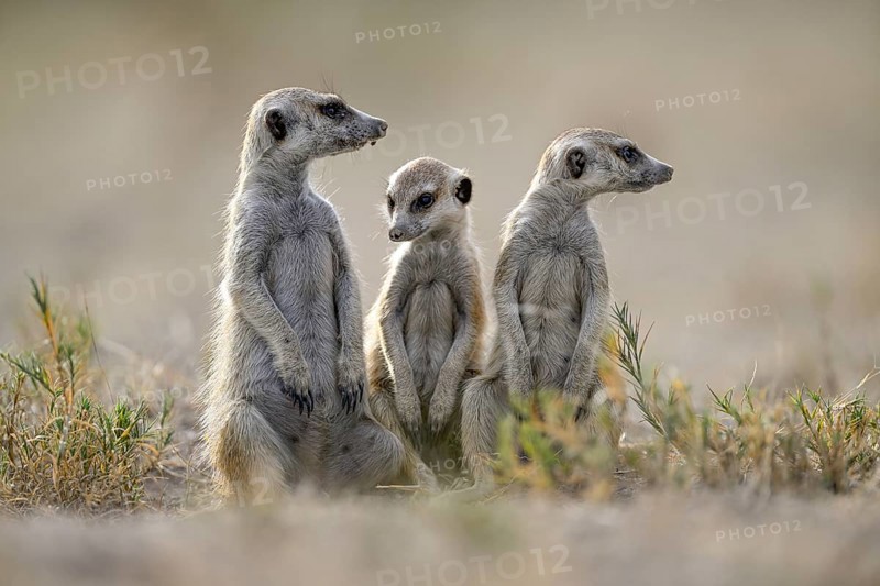 Meerkats or suricates (Suricata suricatta), Makgadikgadi Salt Pans, Makgadikgadi Pans National Park, Central District, Botswana