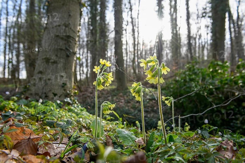 Yellow spring flowers True oxlip (Primula elatior) bloom in the light-flooded forest, Sondermühlen, Melle, Lower Saxony, Germany