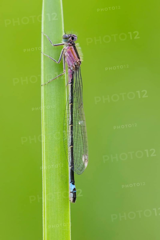 Blue-tailed damselfly (Ischnura elegans), Ahlhorn, Lower Saxony, Germany