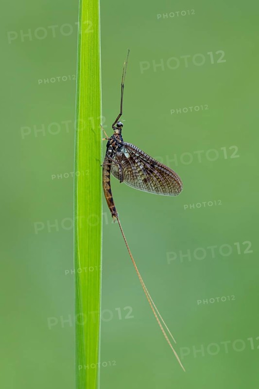 Ephemera danica or Danish mayfly (Ephemera danica), Ahlhorn, Lower Saxony, Germany