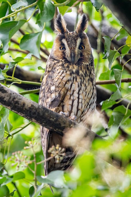 Long-eared owl (Asio otus), Damme, Lower Saxony, Germany