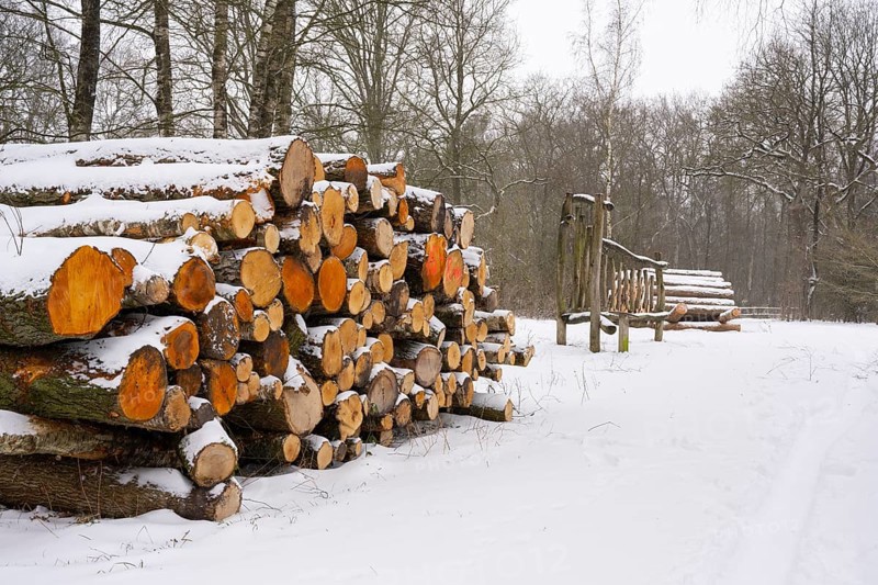 Winter at Ahlhorn fish ponds, firewood, logging, Ahlhorn, Lower Saxony, Germany