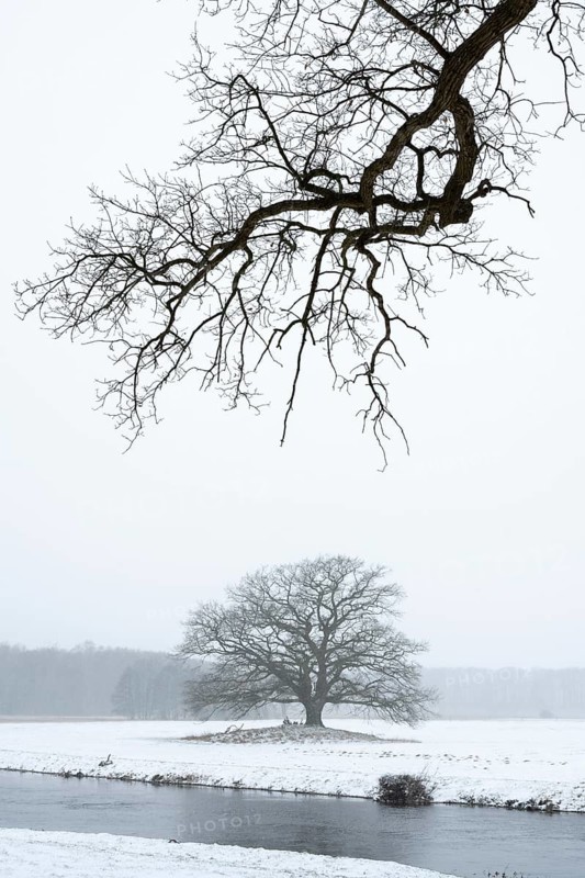 Oak (Quercus) in the Hunte meadows near Colnrade in winter, Colnrade, Lower Saxony, Germany