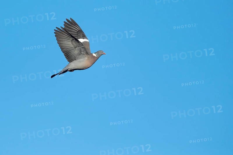 Woodpigeon (Columba palumbus) in flight against a blue sky, Hanover, Lower Saxony, Germany