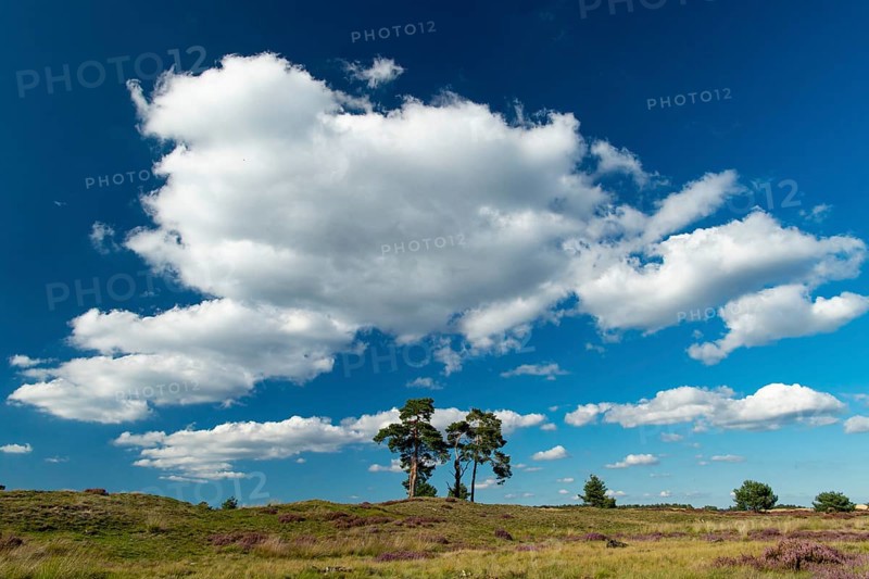 Flowering heather (Calluna vulgaris), heathland in De Hoge Veluwe National Park, Hoenderloo, Gelderland, Netherlands