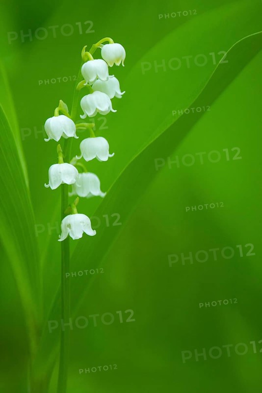 Flowering lily of the valley (Convallaria majalis), Damme, Lower Saxony, Germany