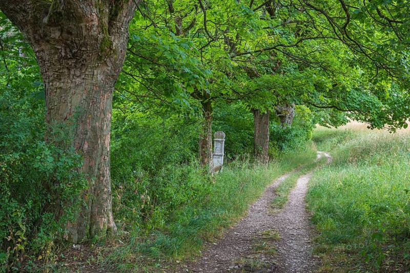 Tree and path on the mountain near Eichstätt, Eichstätt, Bavaria, Germany