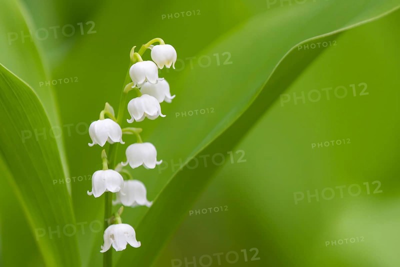 Flowering lily of the valley (Convallaria majalis), Damme, Lower Saxony, Germany