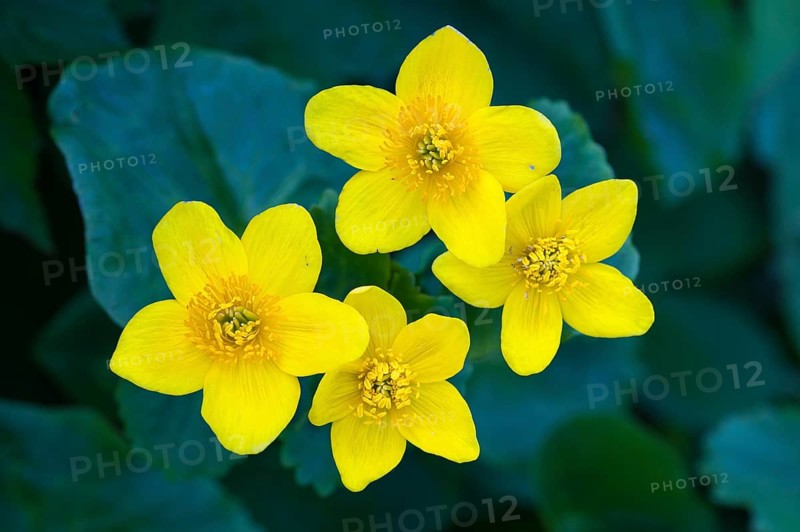 Blooming marsh marigold (Caltha palustris) at a ditch in the Ochsenmoor at Lake Dümmer, Lembruch, Lower Saxony, Germany