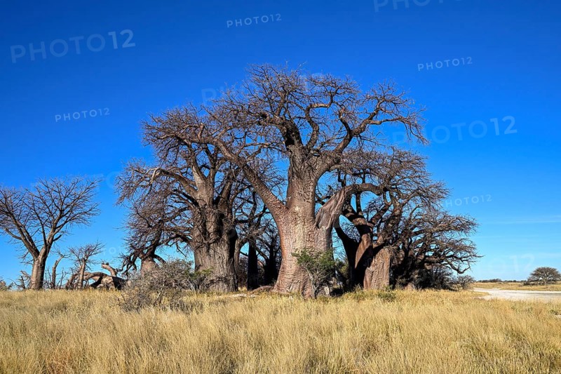 Baines Baobabs, baobab or baobab trees (Adansonia digitata), Kudiakam Pan, Nxai Pan National Park, near Gweta, Central District, Botswana
