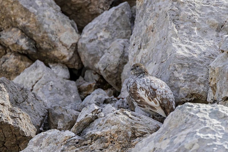 Rock ptarmigan (Lagopus muta), close-up, female stands perfectly camouflaged by the grey plumage between rocks in the Alps, Bavaria, Germany