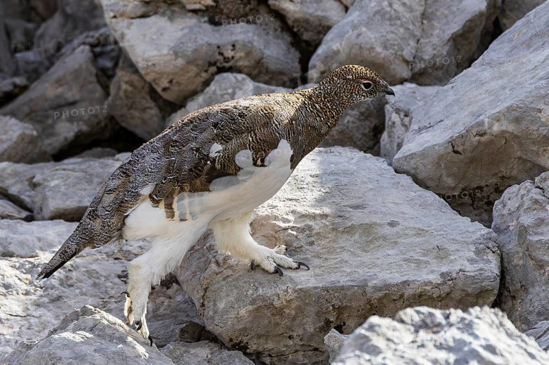 Rock ptarmigan (Lagopus muta), close-up, male walking between rocks in the Alps, Bavaria, Germany