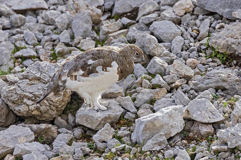 Rock ptarmigan (Lagopus muta), close-up, male walking between rocks and scree on a mountain slope in the Alps, Bavaria, Germany