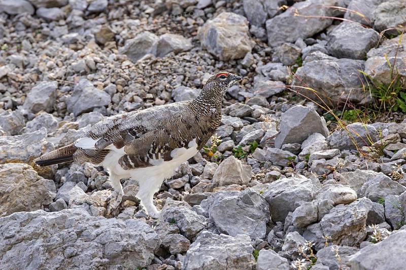 Rock ptarmigan (Lagopus muta), close-up, male between rocks on a mountain slope in the Alps, Bavaria, Germany