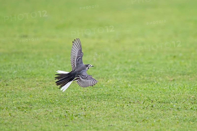 White wagtail (Motacilla alba), adult bird flying with open wing over short-mown English lawn on a golf course, Falsterbo, Sweden