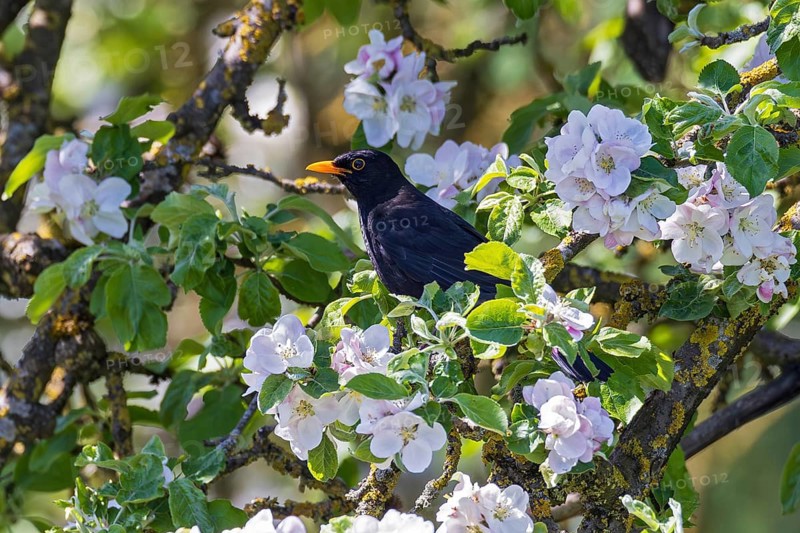 Blackbird (Turdus merula), close-up of a male between white blossoming apple blossoms in an apple tree in spring, Hesse, Germany
