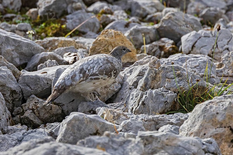 Rock ptarmigan (Lagopus muta), close-up, female runs camouflaged by the grey plumage barely visible between rocks in the Alps, Bavaria, Germany