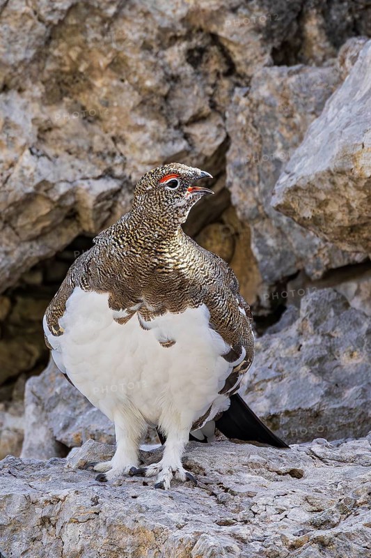 Rock ptarmigan (Lagopus muta), close-up, mating and calling male with open beak on a mountain slope in the Alps, Bavaria, Germany