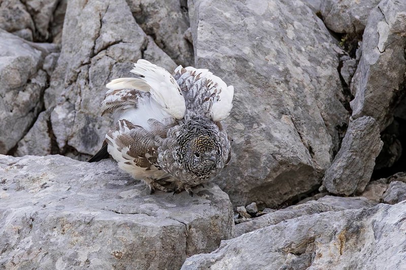 Rock ptarmigan (Lagopus muta), close-up, female opens her wings and takes wing standing between rocks in the Alps, Bavaria, Germany