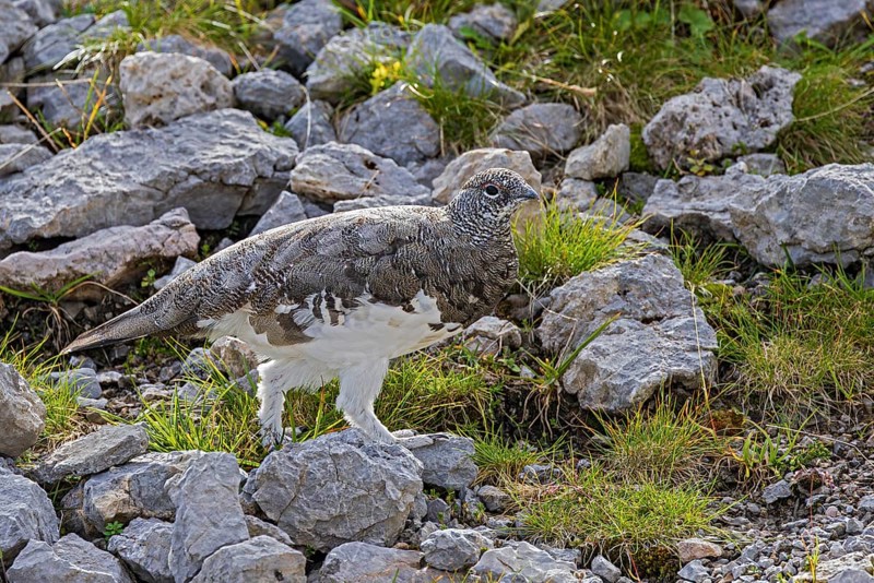 Rock ptarmigan (Lagopus muta), close-up, male walking through a scree field on a mountain slope in the Alps, Bavaria, Germany