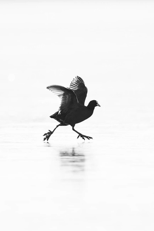 Eurasian Coot (Fulica atra), monochrome, silhouette of a fluttering adult bird with open wings running in the backlight of the winter sun over the ice surface of the frozen Altmühlsee, Bavaria, Germany
