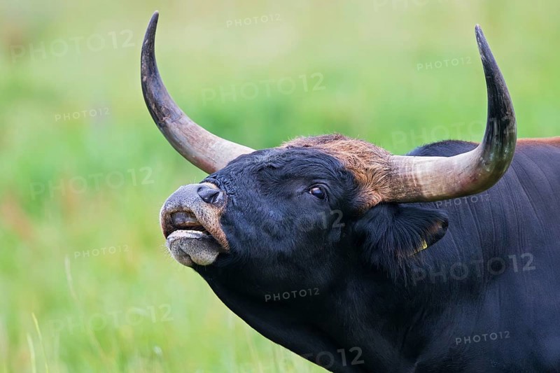 Heck cattle (Bos primigenius f. taurus), close-up and portrait of a bull with powerful horns and slightly open mouth during flehmen, Baden-Württemberg, Germany