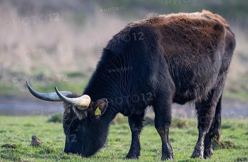 Heck cattle (Bos primigenius f. taurus), close-up of a feeding bull on pasture, Baden-Württemberg, Germany