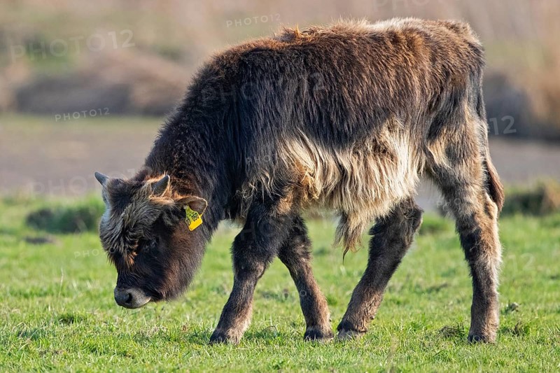 Heck cattle (Bos primigenius f. taurus), close-up, young animal on pasture, Baden-Württemberg, Germany