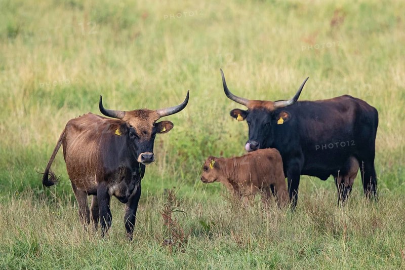 Heck cattle (Bos primigenius f. taurus), two female cows with a calf standing on pasture, Baden-Württemberg, Germany
