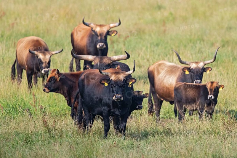 Heck cattle (Bos primigenius f. taurus), larger group with cows and calves on pasture, Baden-Württemberg, Germany
