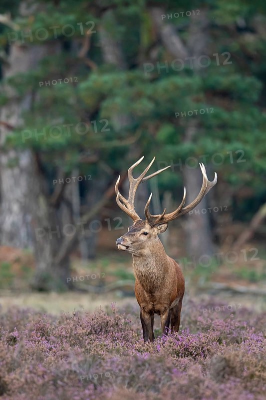 Red deer (Cervus elaphus), rut, Hoenderloo, Gelderland, Netherlands