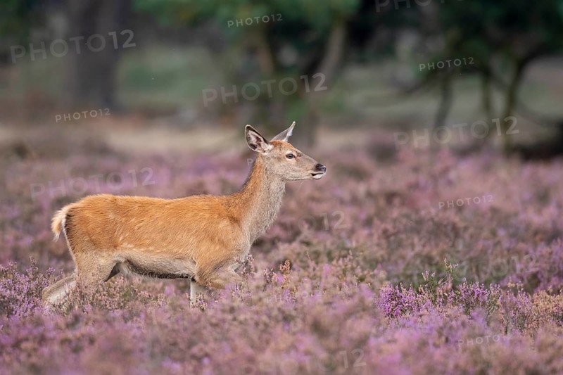 Red deer (Cervus elaphus), female, Hoenderloo, Gelderland, Netherlands
