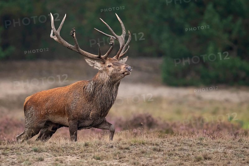 Red deer (Cervus elaphus), rut, Hoenderloo, Gelderland, Netherlands