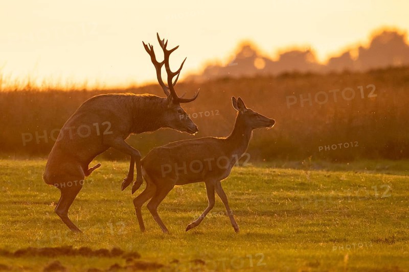 Red deer (Cervus elaphus) mating, Hoenderloo, Gelderland, Netherlands