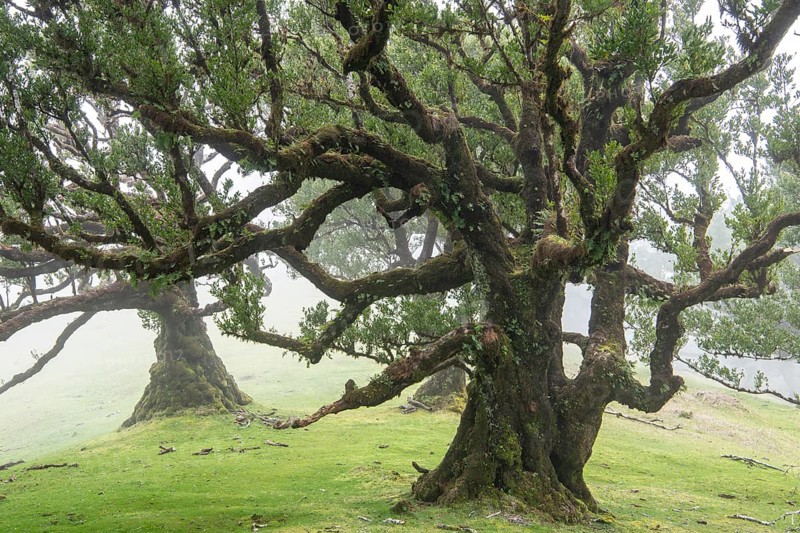 Laurel trees (Laurus nobilis) on Madeira, Fanal, Madeira, Portugal