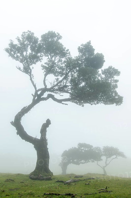 Laurel trees (Laurus nobilis) on Madeira, Fanal, Madeira, Portugal