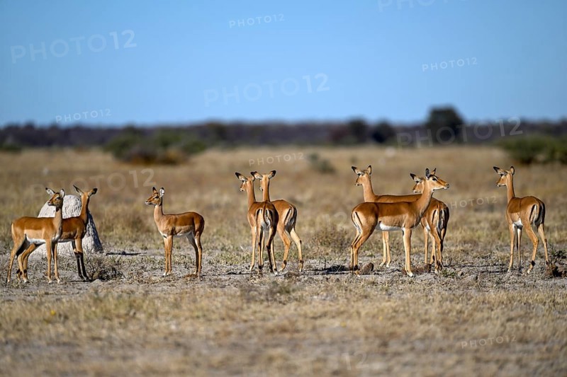 Black verse impala (Aepyceros melampus), Nxai Pan National Park, near Gweta, Central District, Botswana
