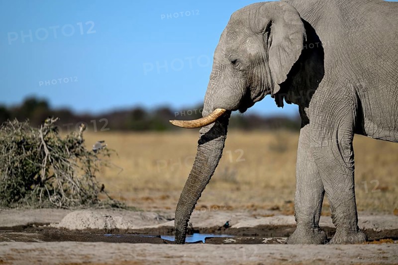 African elephant (Loxodonta africana), Nxai Pan National Park, near Gweta, Central District, Botswana