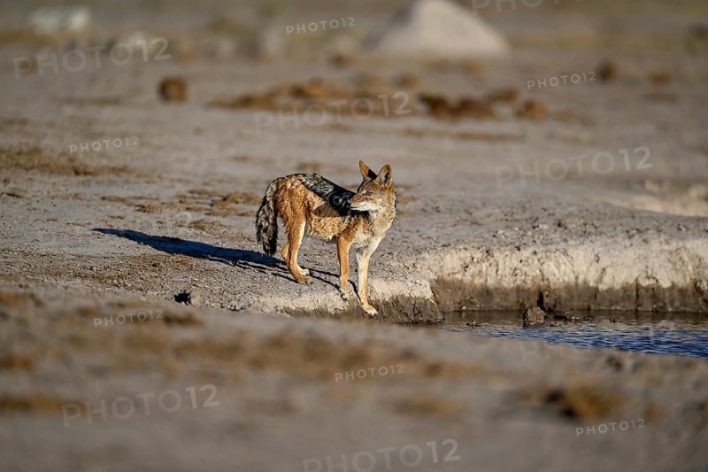 Black-backed jackal (Lupulella mesomelas), Nxai Pan National Park, near Gweta, Central District, Botswana