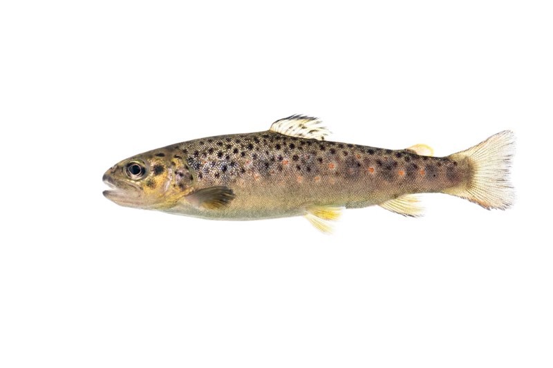 Brown trout (Salmo trutta fario), Fish, Freisteller, Vechta, Lower Saxony, Germany
