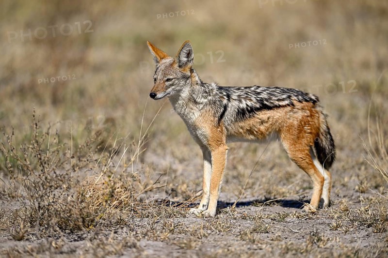 Black-backed jackal (Lupulella mesomelas), Nxai Pan National Park, near Gweta, Central District, Botswana